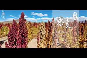 紅藜麥 - 卜立股份有限公司