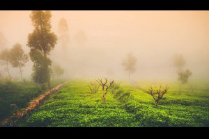 【掌握這三個要點，泡好一杯茶根本就沒那麼難】1、茶的用量　... - 孫紅茶行 Sun Home Tea | Facebook