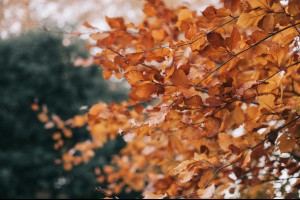 【一碗麵而已 - 深度好文】... - 孫紅茶行 Sun Home Tea | Facebook