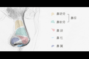 隆鼻手術 鼻梁增高 玻尿酸隆鼻 縮鼻翼 鼻頭雕塑 韓式隆鼻 打造完美鼻形--台北新竹台南凡登整外團隊 - 凡登整形外科