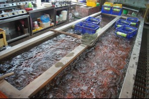 【新竹海鮮餐廳】現撈現煮的活蝦料理真的是啵棒◎聚餐很推薦來這裡享用美食✽吃過都說讚! @ Wrecking Ball :: 痞客邦 ::