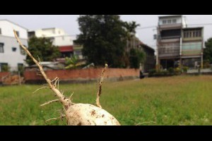 苗栗【頭屋】外獅潭社區-拔白蘿蔔初體驗，特別是拔別人家的白蘿蔔才好吃