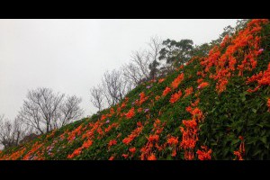 苗栗【銅鑼】砲杖花步道-環保公園,農曆過年前後大盛開