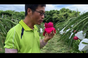 台灣桃園火龍果有機農場~園主「呷好道相報」幫助排便順暢的水果火龍果牛奶加冰塊