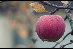 生活札記 » 最佳「腰瘦」早餐是它