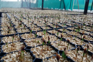 育苗植樹幫手/時薪 - 澳洲WH-Job, 萊恩找工~你應徵