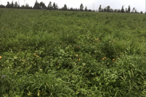 番茄農場除草/種植幫手 - 澳洲WH-Job, 萊恩找工~你應徵