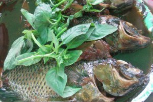 吃魚要擔心重金屬或寄生蟲嗎？營養師推薦最佳烹飪方式 | 聰明飲食 | 養生 | 元氣網