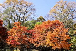 <b style='color: #8B2500 '>日</b><b style='color: #8B2500 '>本</b>／輕井澤王子度假村 | u 值媒