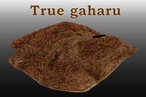 國際認定的真沉香(True gaharu) | 陳興夏教授野生沉香普洱老茶 專業會所 