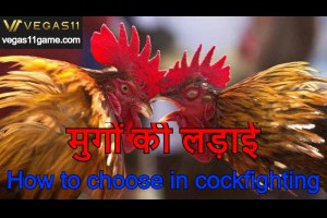मुर्गे की लड़ाई｜How to choose in cockfighting?