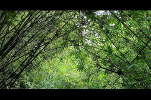 楓櫃斗湖登山步道 @ 喵星人日誌