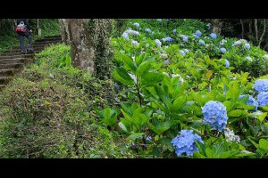 觀音山硬漢嶺步道旁的繡球花園 @ 喵星人日誌