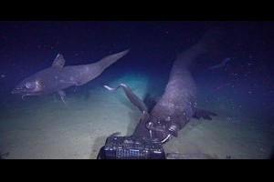 生活技.net: 日本發現全球最大 (長2.5米) 深海硬骨魚 - 橫綱鰯