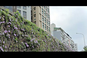 牽牛花。古亭河濱公園 @ 喵星人日誌