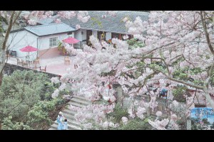 賞花竟有這好處！它比櫻花還美 嘉義「泰國櫻花」走進童話世界|賞花的好處|春天賞花景點|花旗木｜健康2.0