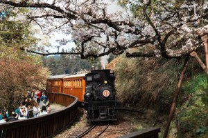 阿里山賞櫻蒸汽列車限量3梯次！綻放舞櫻訂票日、打卡點一次看 | 城市學