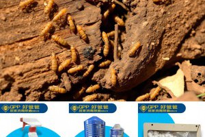 自己除白蟻的全攻略 | 好爸爸購GO－居家消毒除蟲電商平台