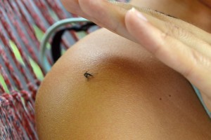 都是蚊子叮![屈公病vs登革熱]怎麼分?醫教快速辨症狀_透視疾病_文章專區 | 常春月刊--全宇宙最實用的保健知識