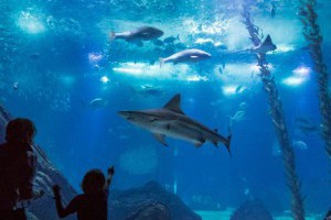 台中海洋館開幕5樓層亮點，為何棄企鵝海豚？這種人門票優惠 | 城市學