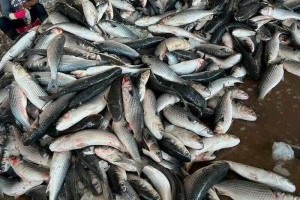 健康網》野生烏魚報到 蛋白質含量高助長高高 - 自由健康網