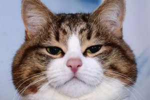 人生不如意，看可愛毛孩解百病：這隻「表情包」貓貓在社群爆紅，背後藏有一段感人故事 - A Day Magazine