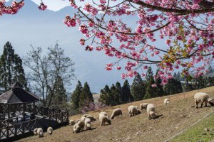 清境、初鹿、張美阿嬤都上榜！動物休閒農場TOP 10過年走春必收 | 城市學