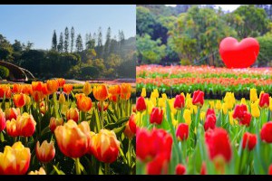 2026士林官邸鬱金香展2/26登場！絕美鬱金香花海花控必追，活動時間＋必拍亮點搶先看 - 良醫健康網