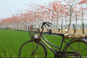 【台南】白河林初埤木棉花道 火紅登場
