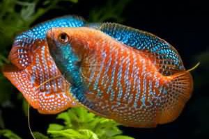 熱帶觀賞魚：新手飼養指南