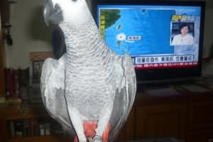 鸚鵡愛咬人：飼養方法要改變