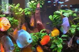 熱帶魚混養技巧及注意事項| 寵物百科家族