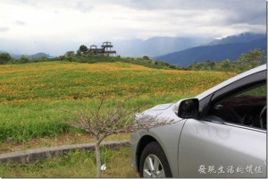 發現生活的價值: 2013-花蓮六十石山金針花海