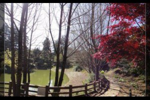 【台中。和平】梨山‧福壽山農場‧楓葉紅了‧鴛鴦湖楓葉 - yam輕旅行