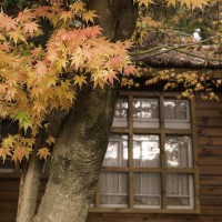屬於紅色的季節 ─福壽山農場24HR楓紅之旅 - yam輕旅行