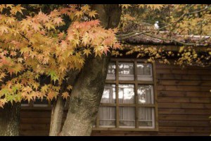 屬於紅色的季節 ─福壽山農場24HR楓紅之旅 - yam輕旅行