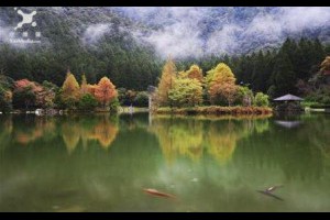 賞楓趣／明池楓紅如詩如畫 與千年神木森呼吸 - yam輕旅行
