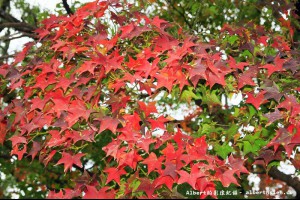 【楓葉】桃園龍潭．石門水庫（楓葉轉紅賞楓節開跑，1208花況）