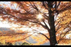 南投仁愛 奧萬大賞楓一日遊 - yam輕旅行