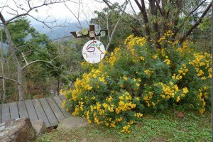 [遊記]新竹尖石 6號花園（景觀篇）