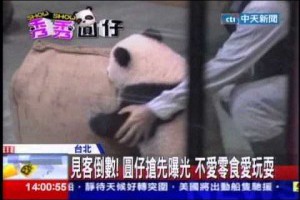中天新聞》見客倒數！圓仔搶先曝光不愛零食愛玩耍