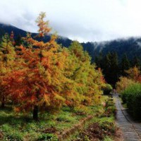 台中【武陵農場】楓葉紅與落羽松黃色盛開的美麗風情 - yam輕旅行