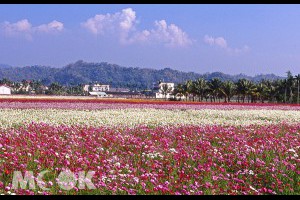 搭熱氣球賞花！美濃、杉林、六龜花海新春綻放