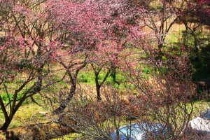 【台中．和平】2014武陵農場梅花：一次飽纜紅、綠、黃、白、粉紅梅花~櫻花季來臨前，一睹梅花的風采吧!!(12~1月)