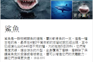 Google搜尋鯊魚，結果被萌到了！
