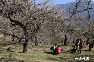 【2014賞花記】南投信義鄉柳家梅園（牛稠坑賞梅區），快來抓住梅花季的尾巴 - yam輕旅行