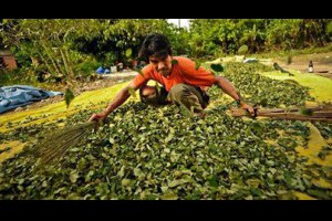 【孫紅30秒報世界】玻利維亞-最具爭議性的茶葉產地... - 孫紅茶行 Sun Home Tea | Facebook