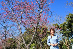 [台中賞櫻]新社區公所@2014新社賞櫻美食地圖(2)夢幻櫻花大道山櫻花現正綻放中(附錄：J女神穿搭小教室)