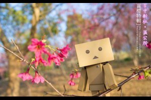 【台中】。櫻花超夯景點小旅行｜新社區公所櫻花盛開 - yam輕旅行