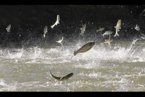生活技.net: 美國芝加哥的亞洲鯉魚已經氾濫成災